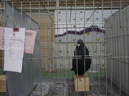 XIV Concurso Exposición de Palomas de Raza en Mula 2024